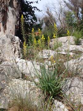 Imagem de Bulbine glauca (Raf.) E. M. Watson