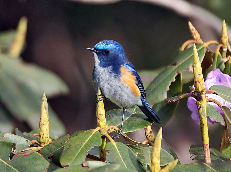 Image of Himalayan Bluetail