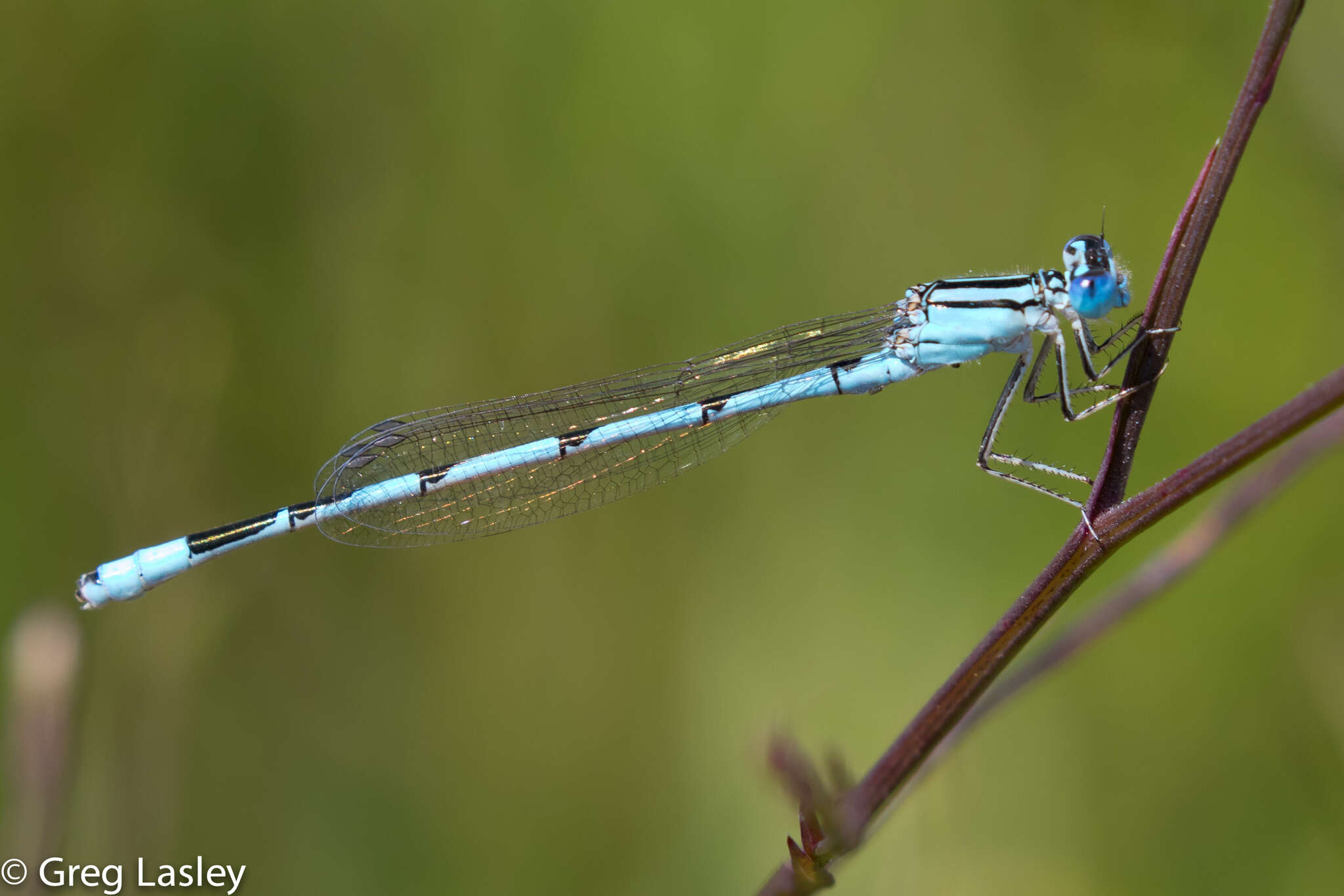 Image of Big Bluet