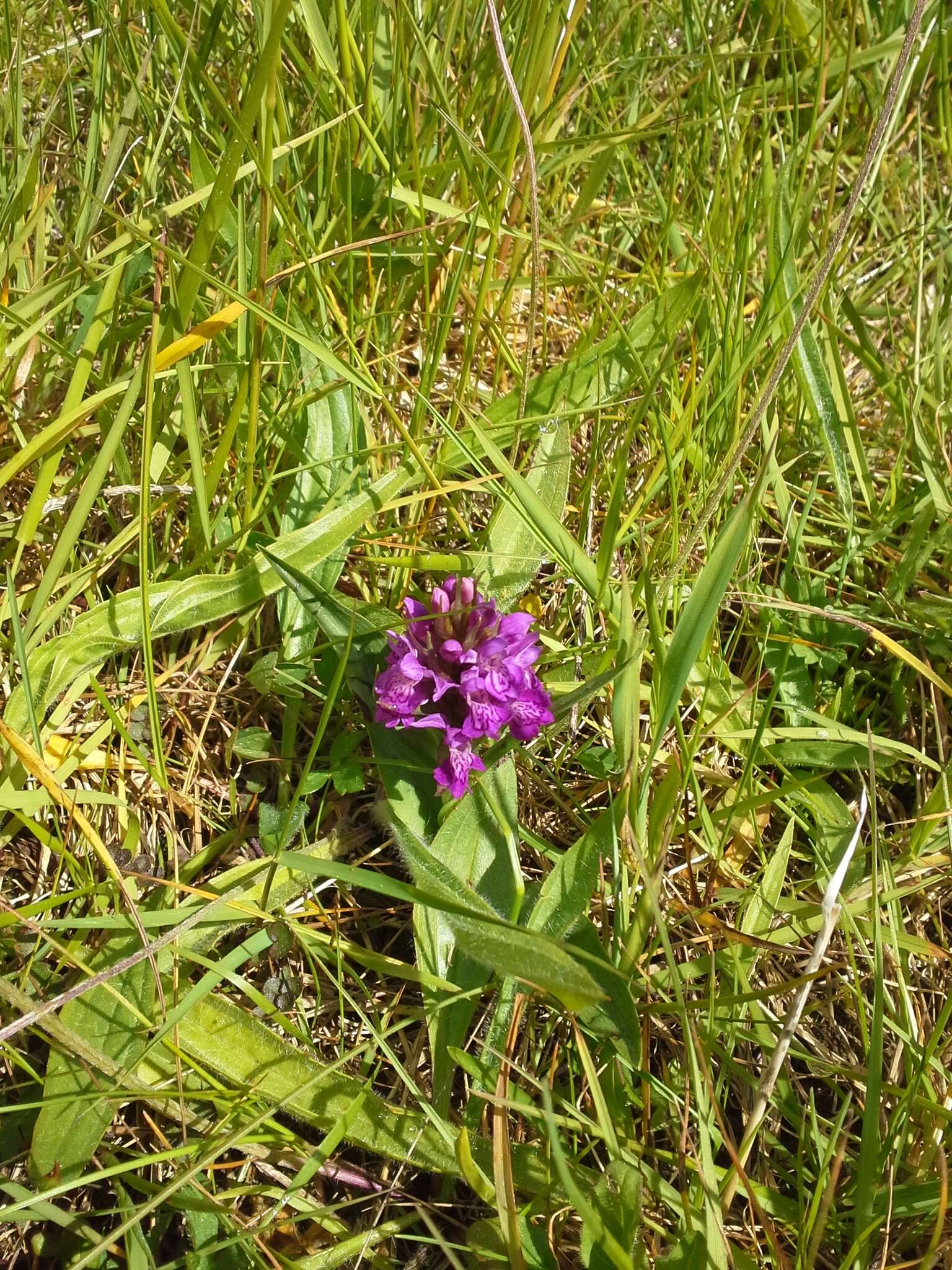 Image of Northern Marsh-orchid