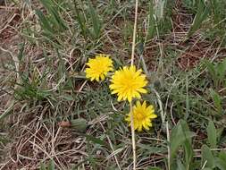 Image of Taraxacum longicorne Dahlst.