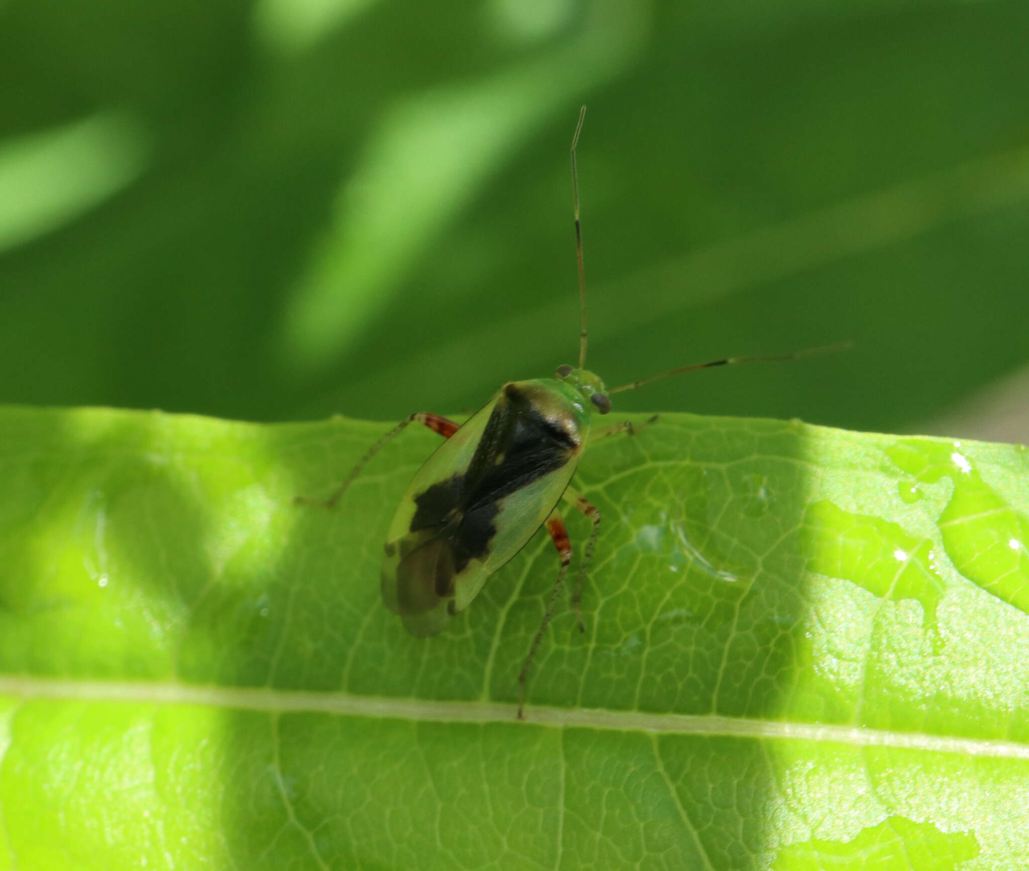 Слика од Apolygus limbatus (Fallen 1807)