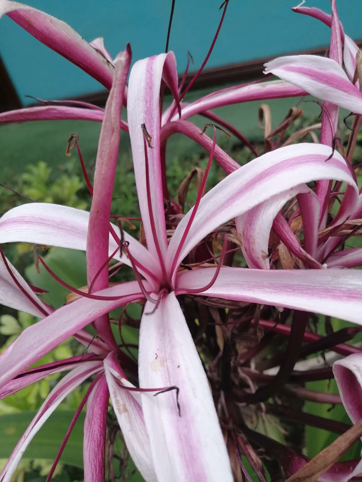 Image of Crinum amabile Donn ex Ker Gawl.