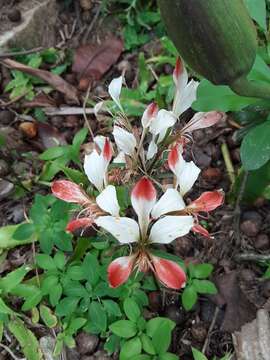 Image of Alstroemeria caryophyllaea Jacq.