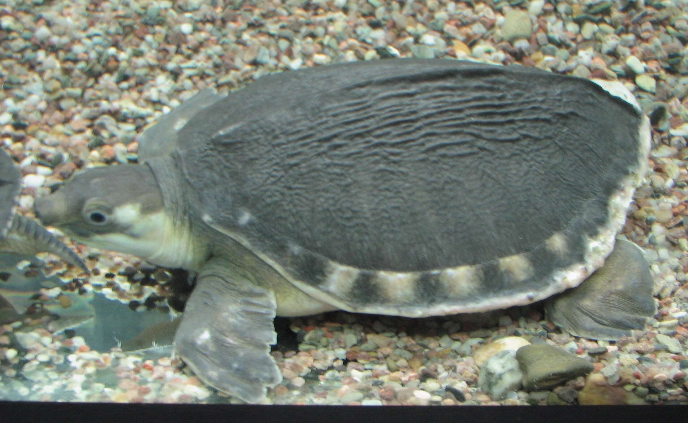 Image of pig-nosed turtle