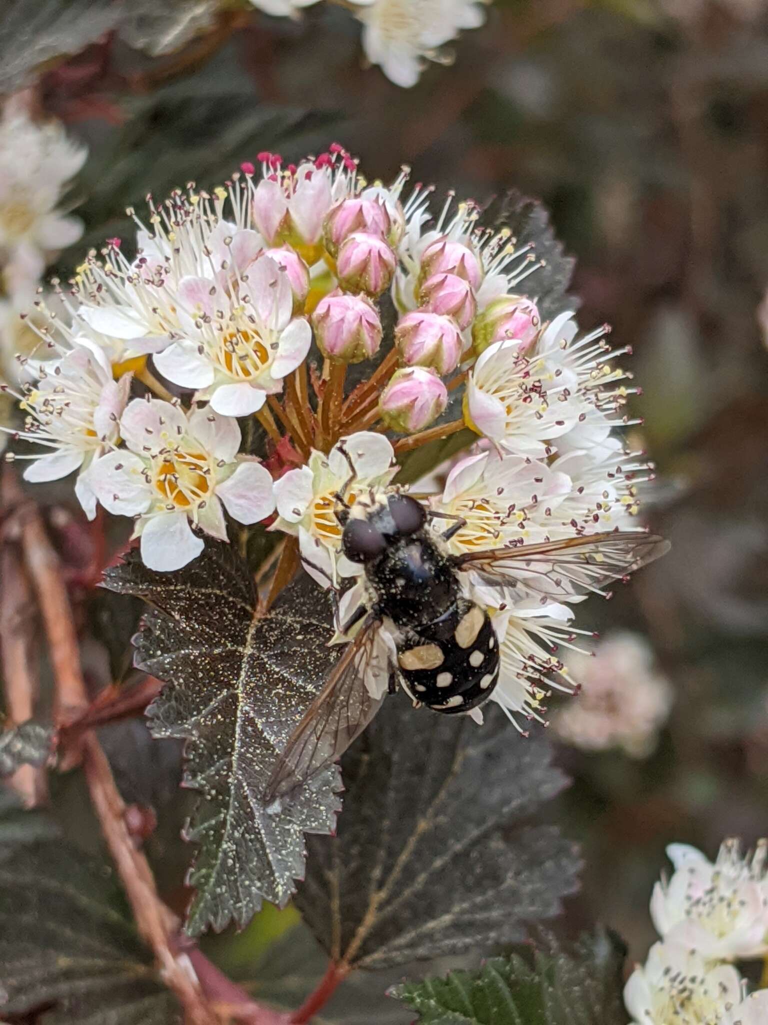 صورة Sericomyia lata (Cqouillett 1907)