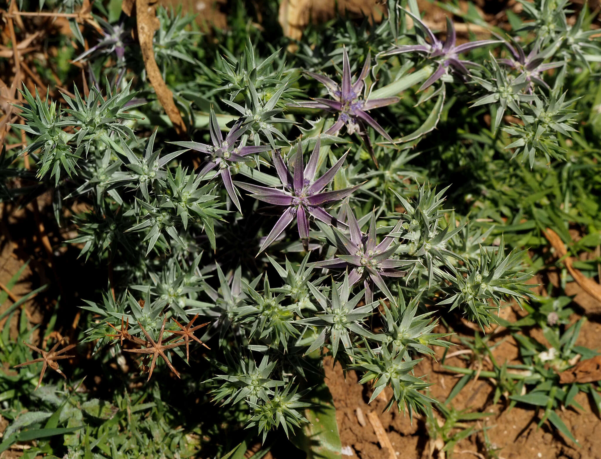 Image of Eryngium pusillum Desf.