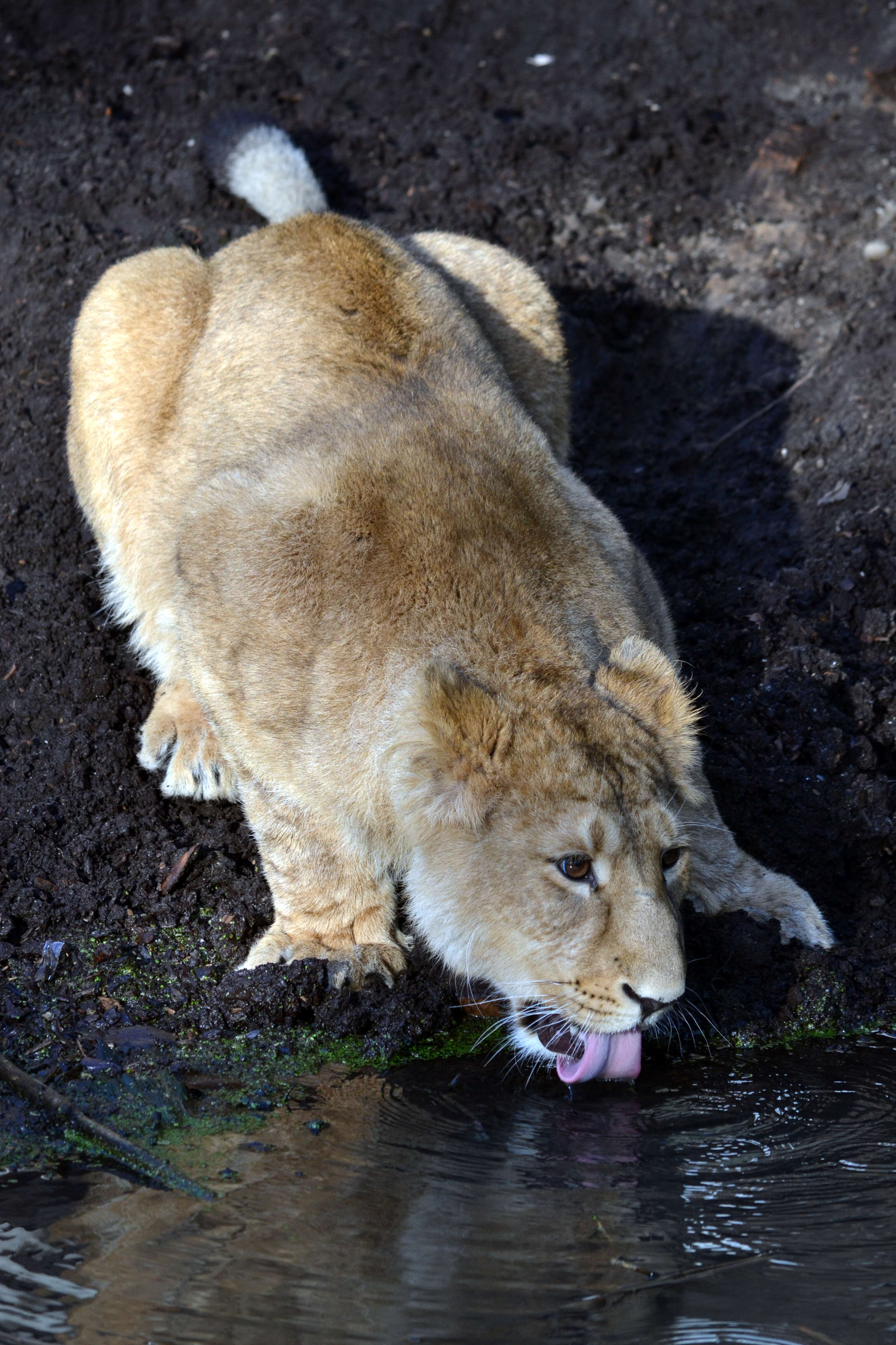 Image of Asiatic Lion