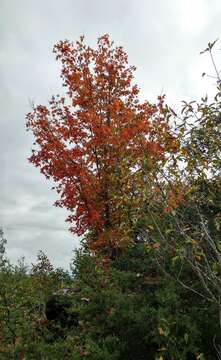 Image of canyon maple