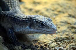 Image of Sudan plated lizard