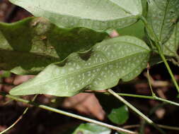 Plancia ëd Hylodesmum leptopus (Benth.) H. Ohashi & R. R. Mill