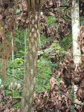 Image of Cyathea costaricensis (Mett. ex Kuhn) Domin