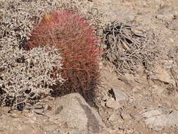 Image of California Barrel Cactus