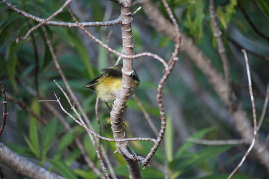 Image of Acanthisitta chloris chloris (Sparrman 1787)