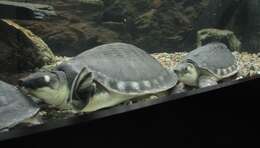 Image of pig-nosed turtle