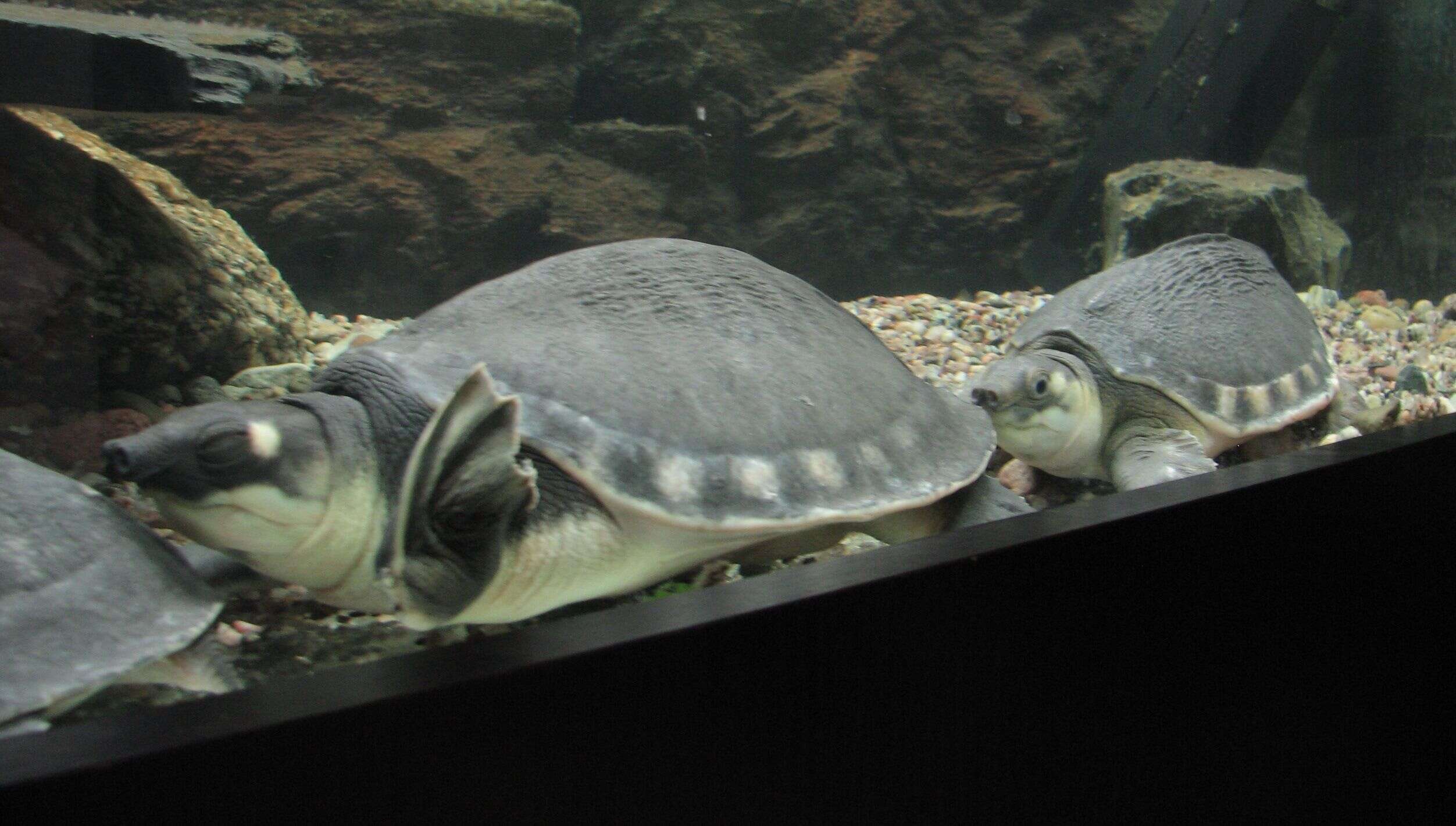 Image of pig-nosed turtle