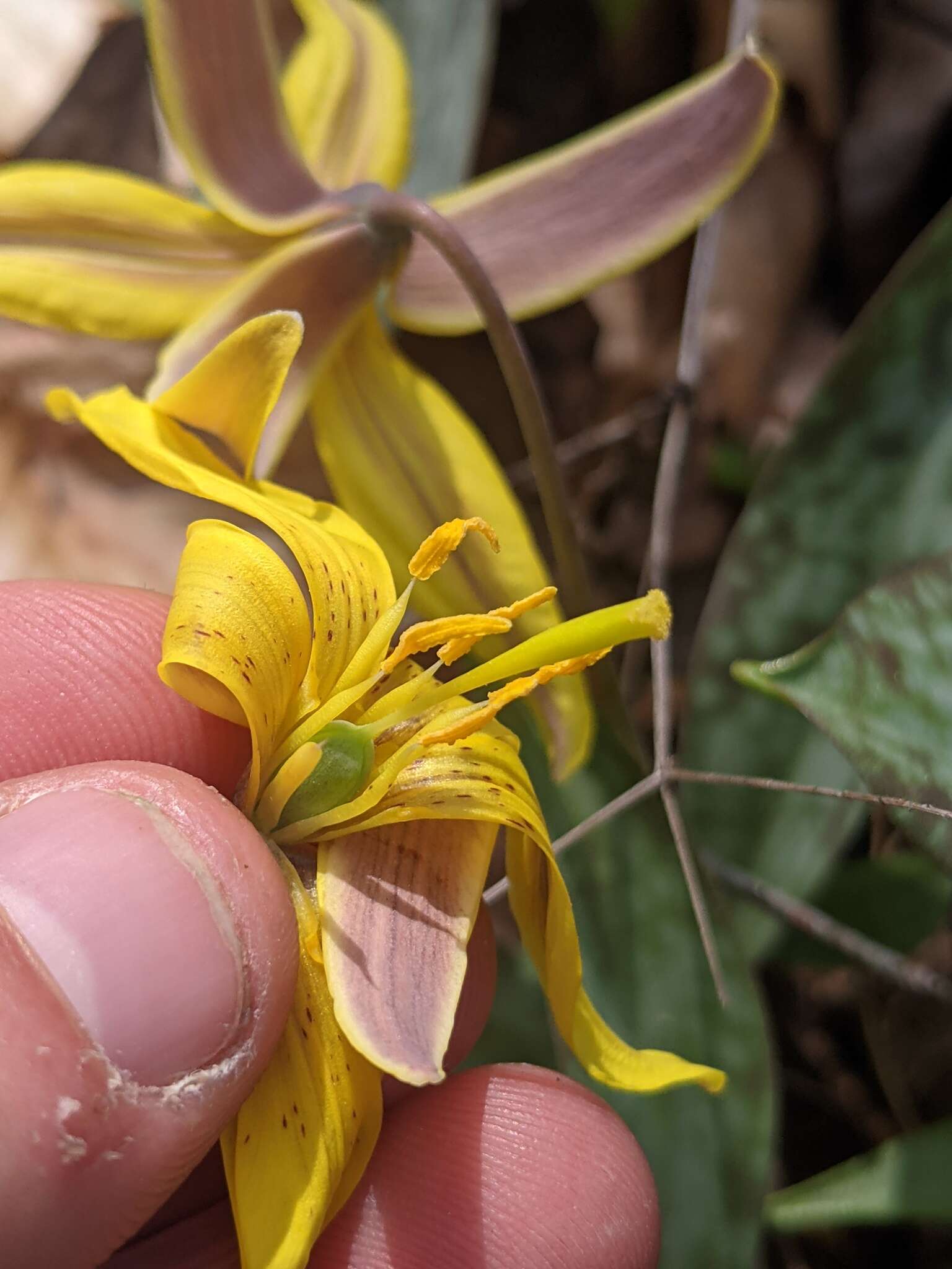 Image of dogtooth violet