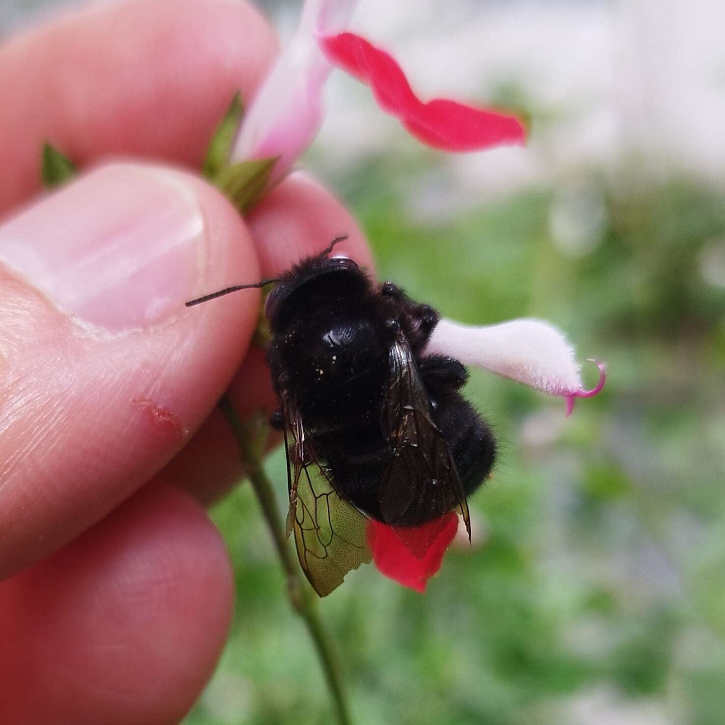 Plancia ëd Xylocopa tabaniformis melanosoma O'Brien & Hurd 1963