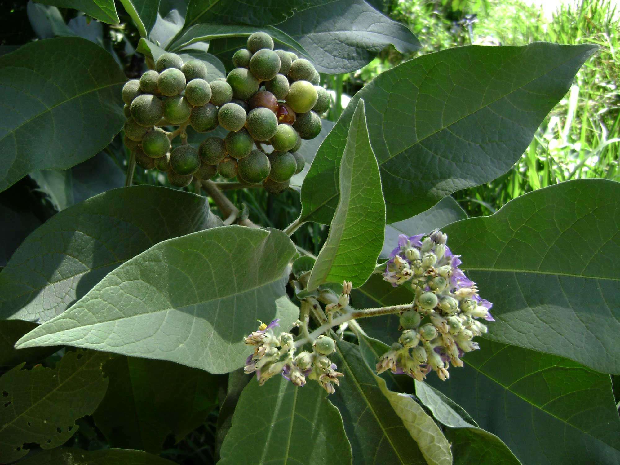 Image of earleaf nightshade