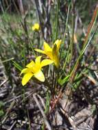 Image of Romulea elliptica M. P. de Vos