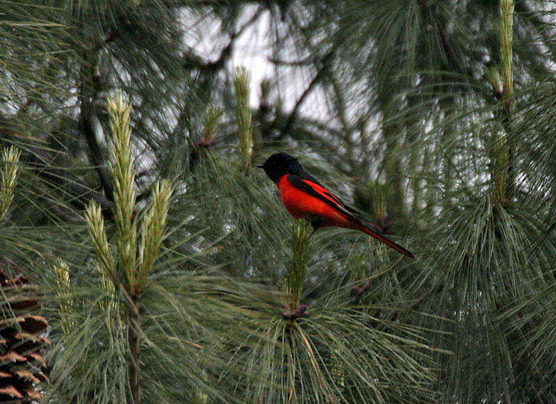 Image of Long-tailed Minivet