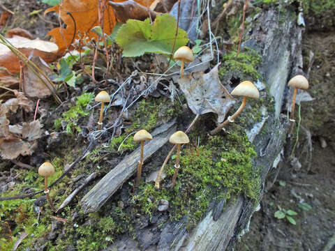 Image of Conocybe arrhenii (Fr.) Kits van Wav. 1970