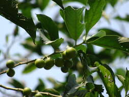 Solanum aphyodendron S. Knapp的圖片