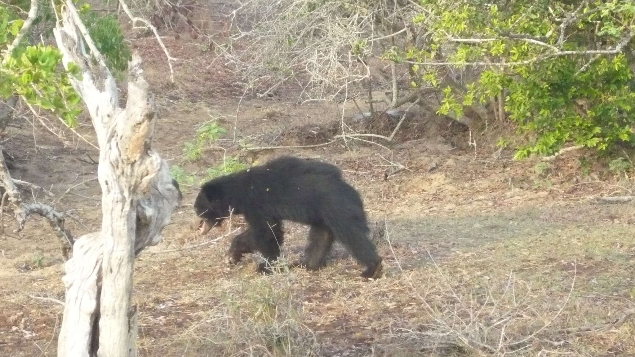 Image of Sri Lankan sloth bear