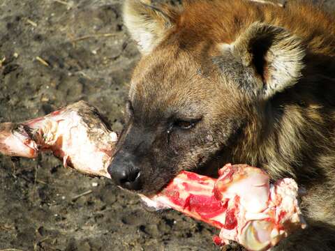 Image of Spotted Hyaenas