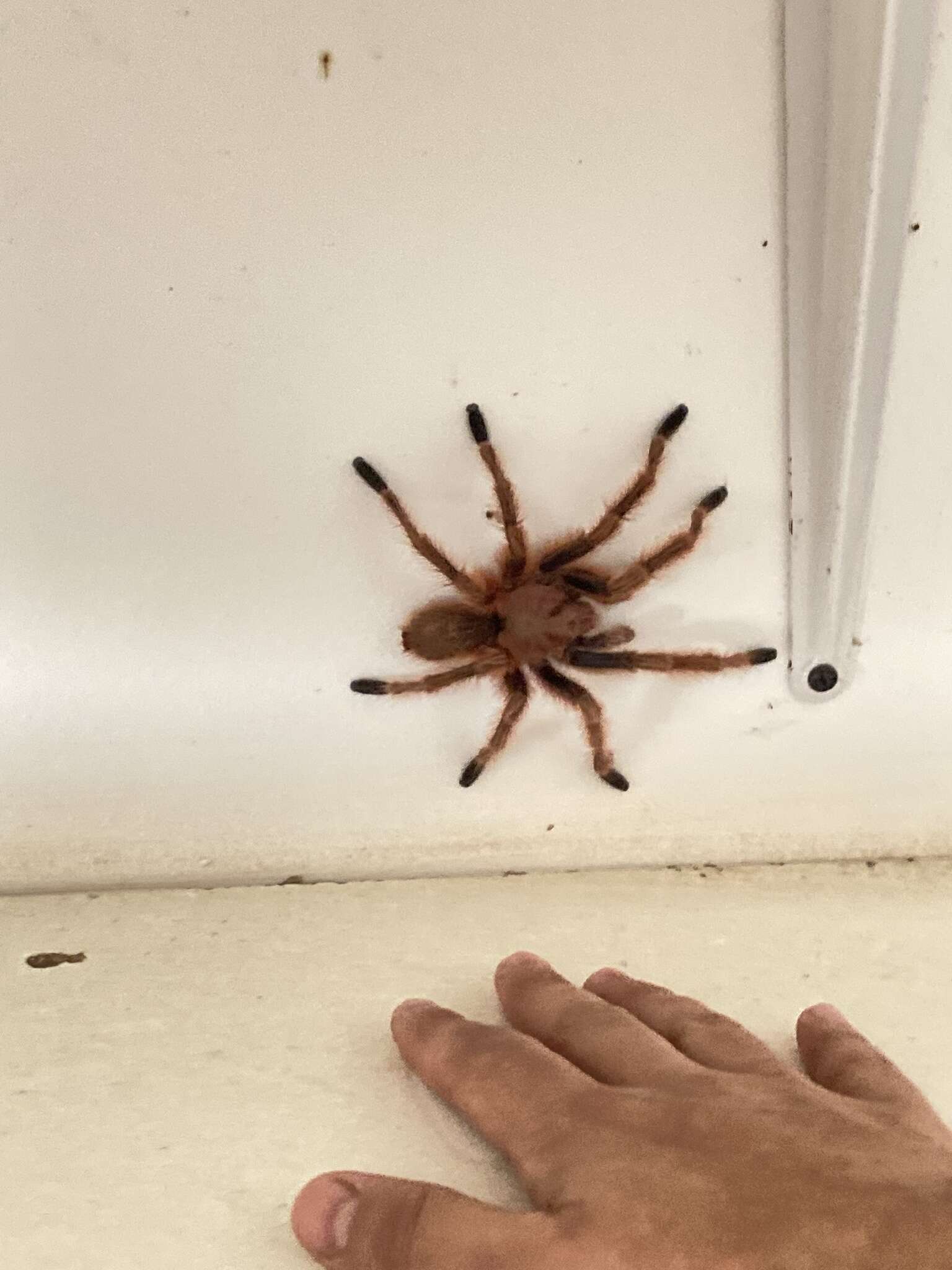 Image of Chilean Rose Tarantula