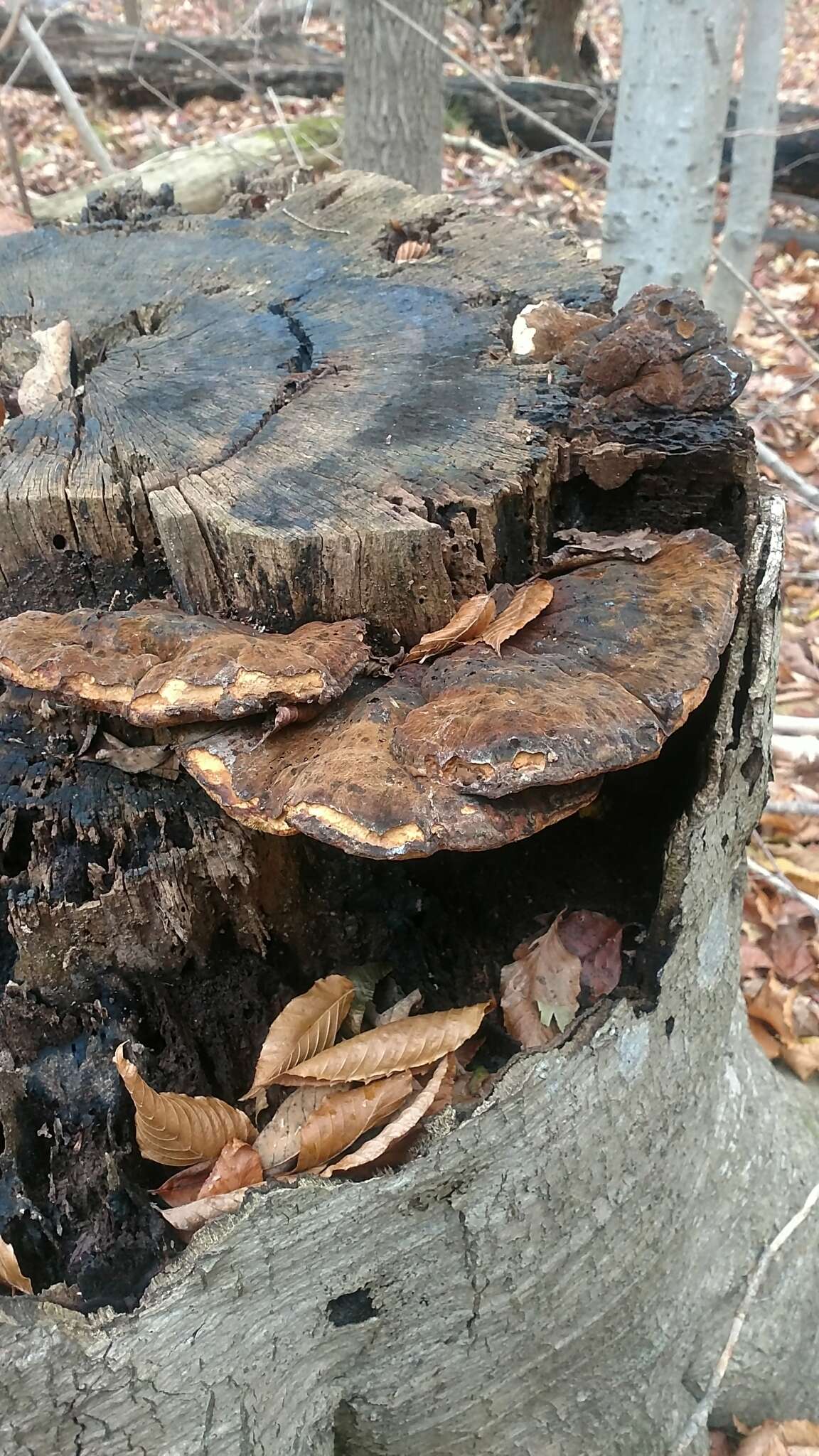 Image of Late fall polypore