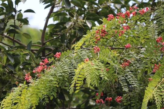 Imagem de Cassia roxburghii DC.