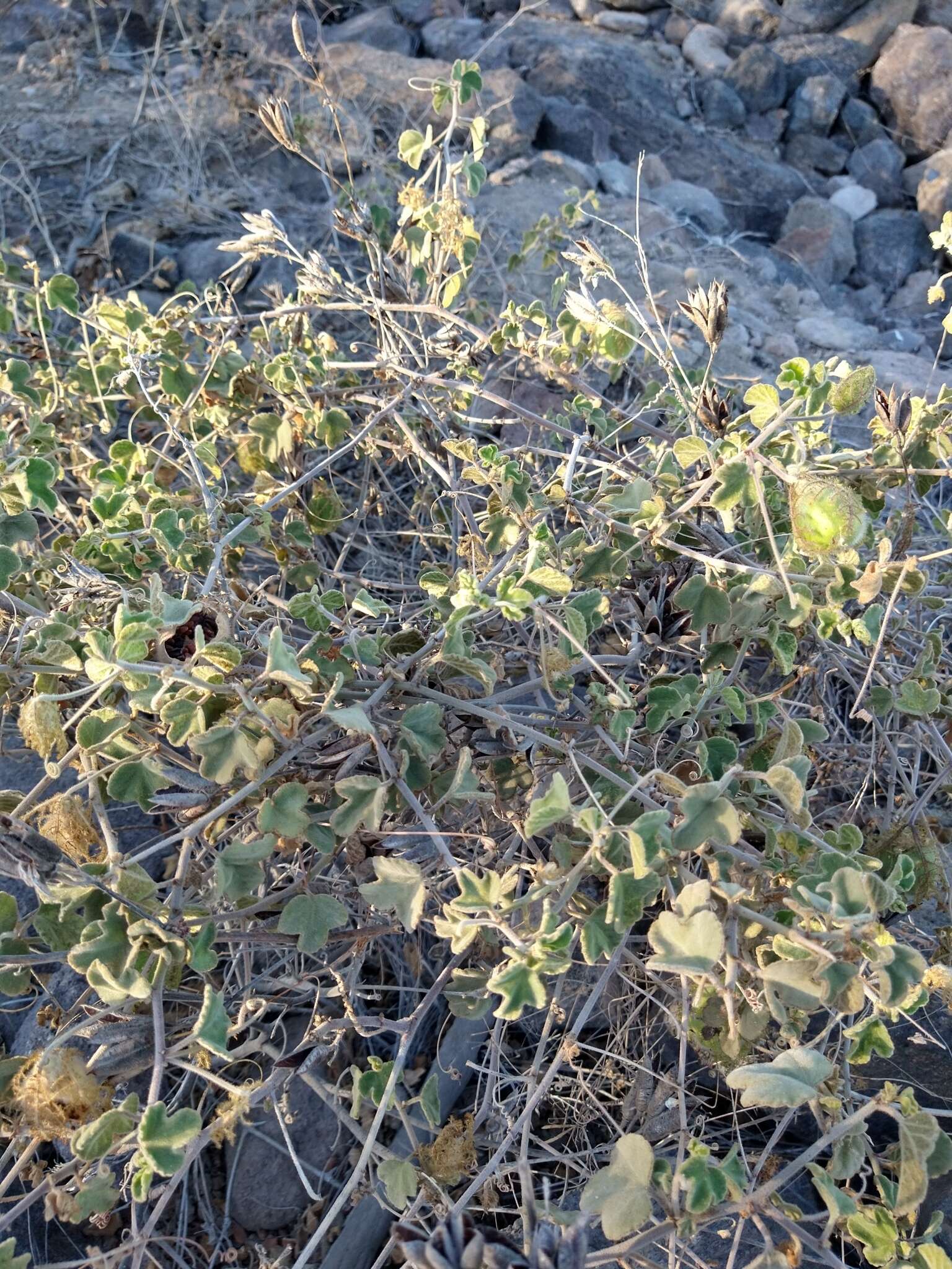 Image of desert passionflower