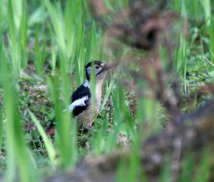 Image of Himalayan Woodpecker