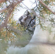 Image of Whiskered Screech Owl