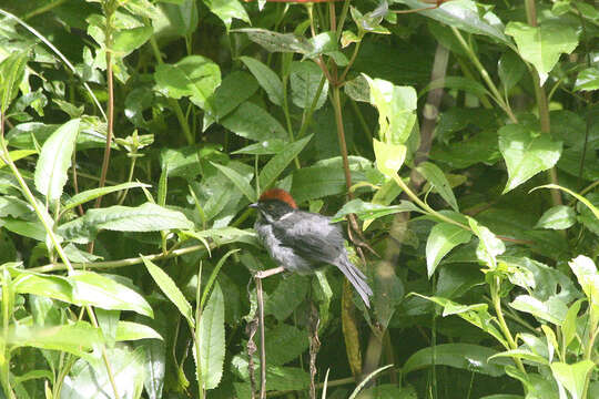 Image of Slaty Brush Finch