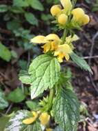 Image of Lamium galeobdolon subsp. argentatum (Smejkal) J. Duvign.