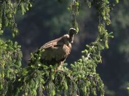 Imagem de Gyps himalayensis Hume 1869