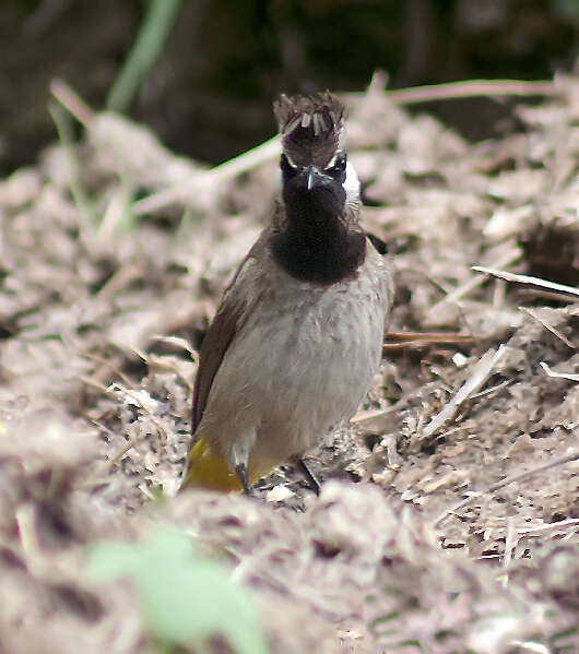 Image of Himalayan Bulbul