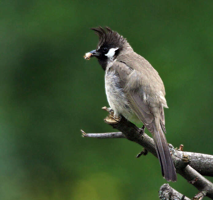 Imagem de Pycnonotus leucogenys (Gray & JE 1835)