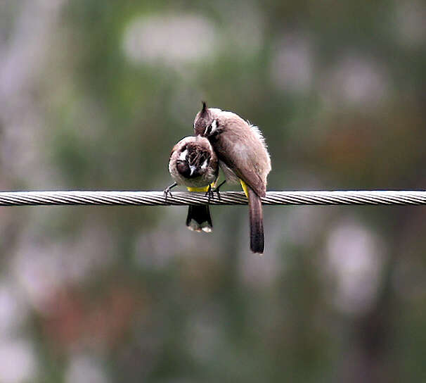 Image of Himalayan Bulbul