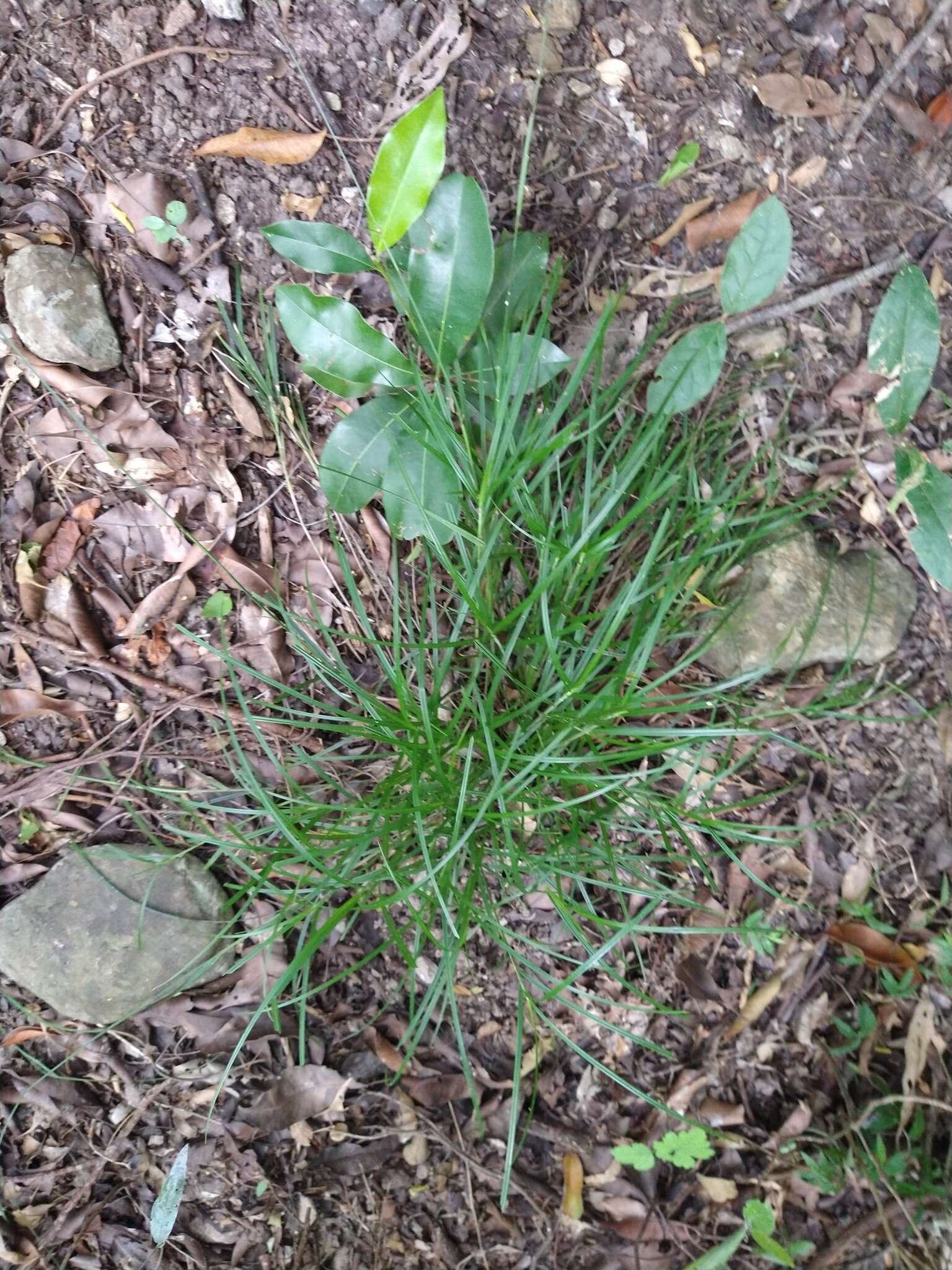 Imagem de Scleria lithosperma (L.) Sw.