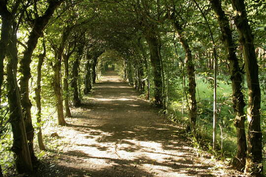 Image of European hornbeam