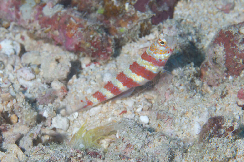 Image of Gorgeous prawn goby