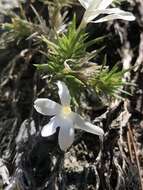 Image of San Jacinto prickly phlox