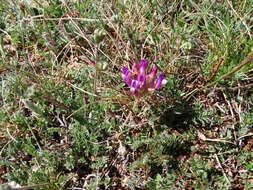 Image of Astragalus vesicarius L.