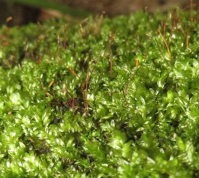 Plancia ëd Entodontopsis nitens W. R. Buck 1985