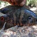 صورة Astronotus crassipinnis (Heckel 1840)