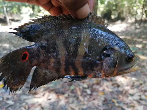 Image de Astronotus crassipinnis (Heckel 1840)