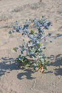 Eryngium maritimum L. resmi